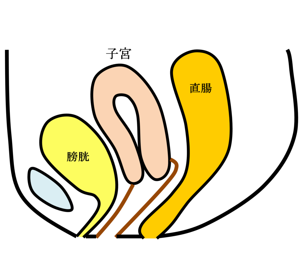 正常な女性骨盤臓器位置