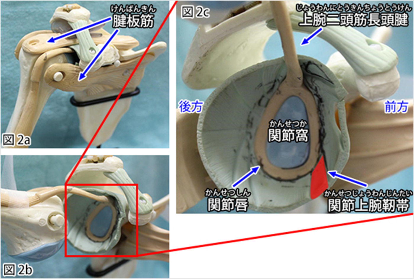 体の中の断面図（図2d）の位置のイメージです。