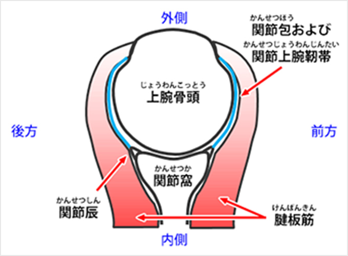 図2d.断面図（下から見たところ）